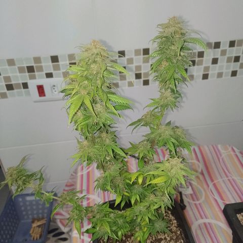 Purple Punch growlog timeline photo