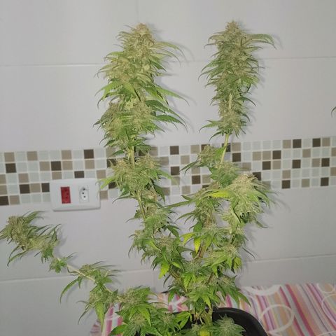 Purple Punch growlog timeline photo