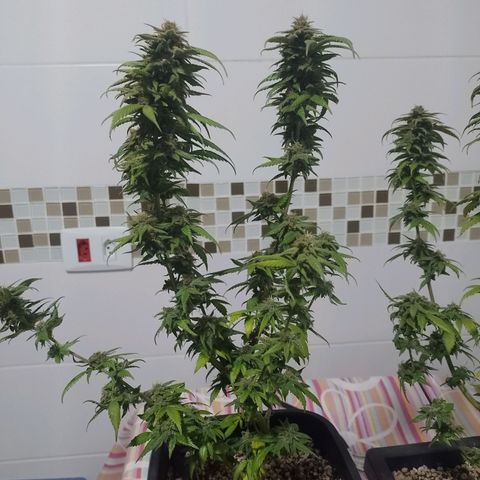 Purple Punch growlog timeline photo