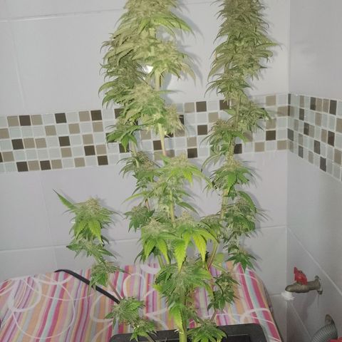 Purple Punch growlog timeline photo