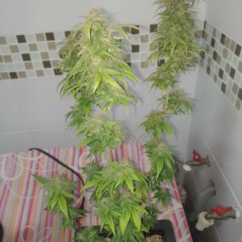 Purple Punch growlog timeline photo