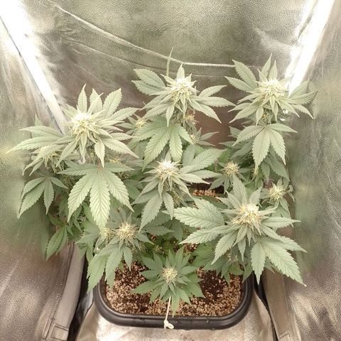 Purple Punch growlog timeline photo