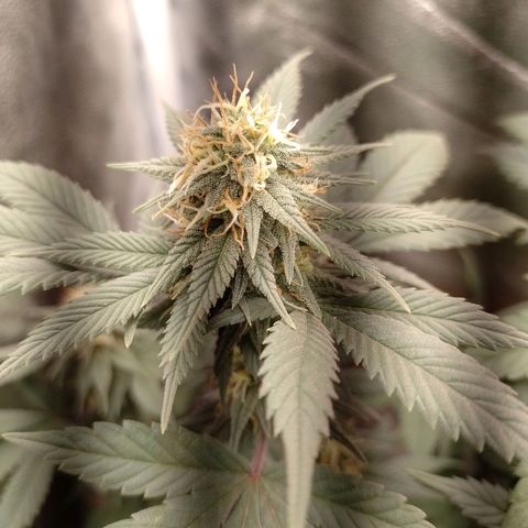Purple Punch growlog timeline photo