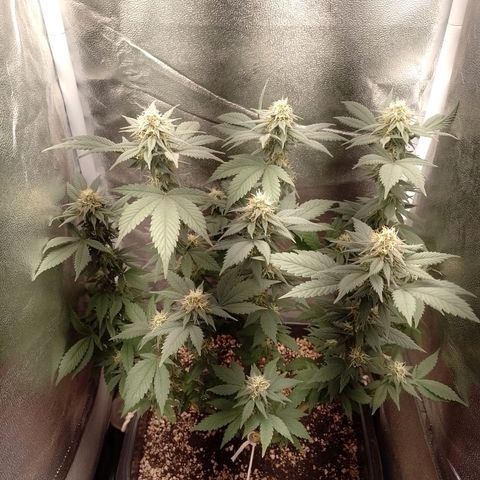Purple Punch growlog timeline photo