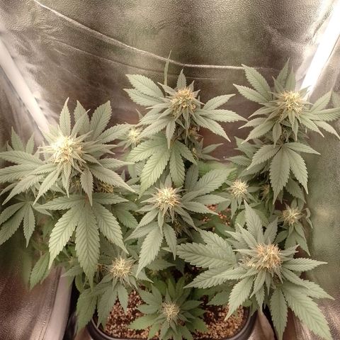 Purple Punch growlog timeline photo