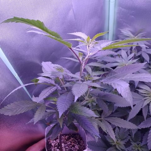 Sweet Cherry Pie growlog timeline photo