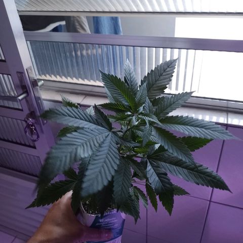 Sweet Cherry Pie growlog timeline photo