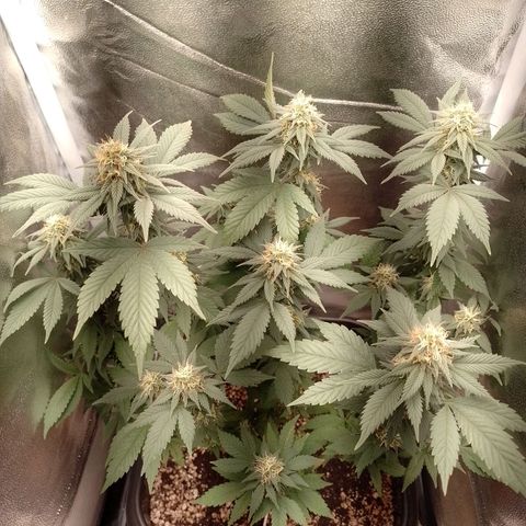 Purple Punch growlog timeline photo