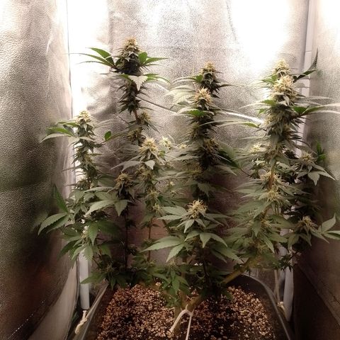 Purple Punch growlog timeline photo