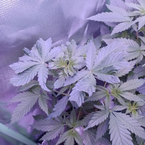 Big Bud 1 growlog timeline photo