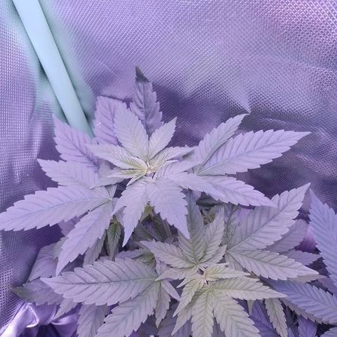 Big Bud 2 growlog timeline photo