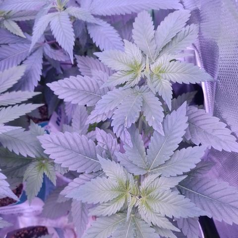 Big Bud 3 growlog timeline photo