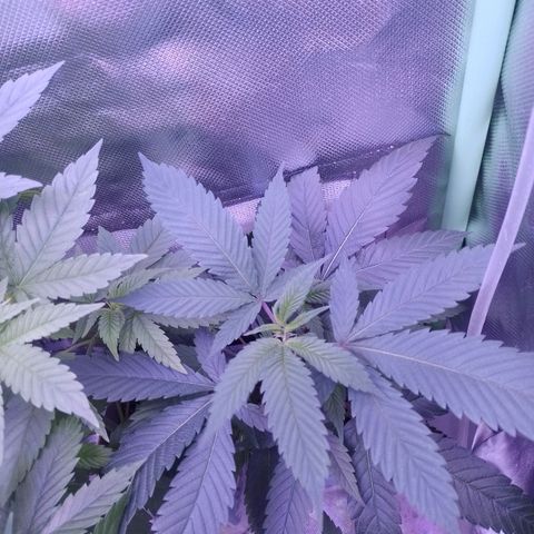 Sweet Cherry Pie growlog timeline photo
