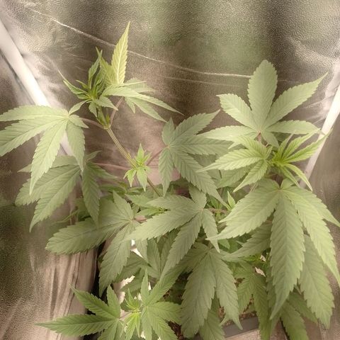 Banana Purple Punch #1 growlog timeline photo