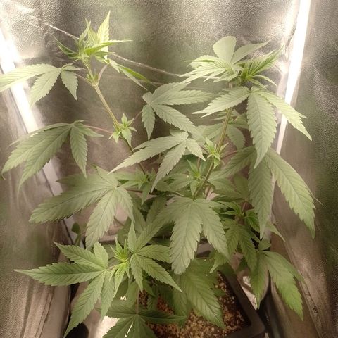 Banana Purple Punch #1 growlog timeline photo