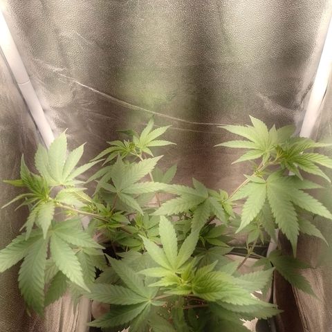 Banana Purple Punch #2 growlog timeline photo