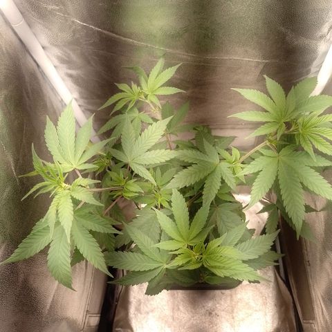 Banana Purple Punch #2 growlog timeline photo