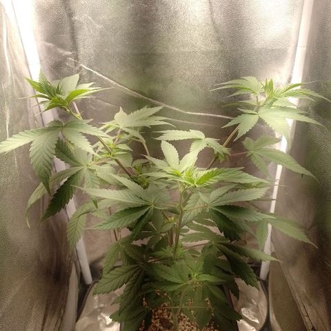 Banana Purple Punch #2 growlog timeline photo