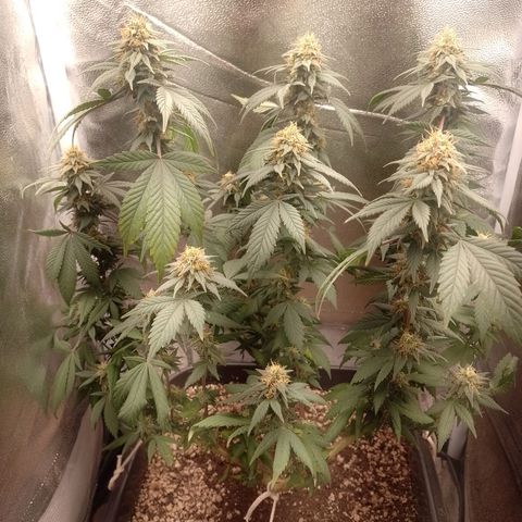 Purple Punch growlog timeline photo
