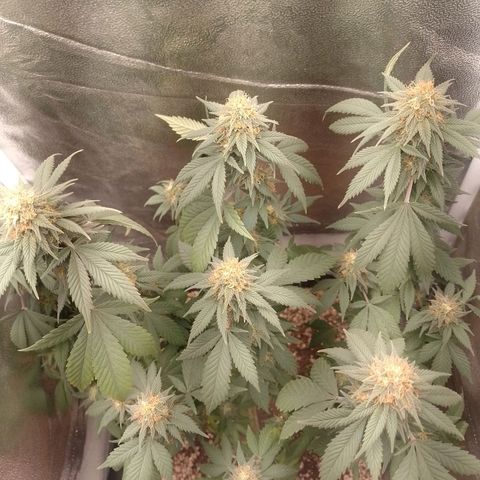 Purple Punch growlog timeline photo