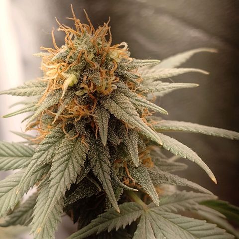 Purple Punch growlog timeline photo