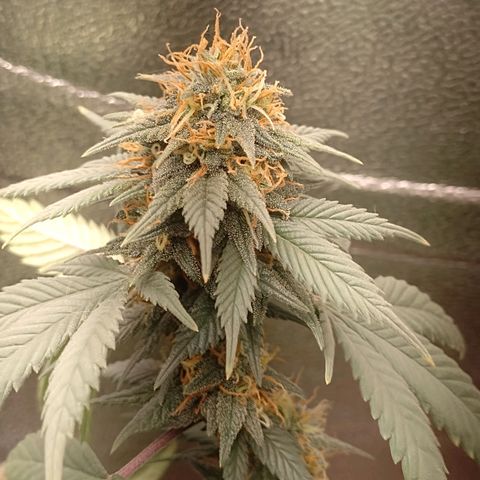 Purple Punch growlog timeline photo