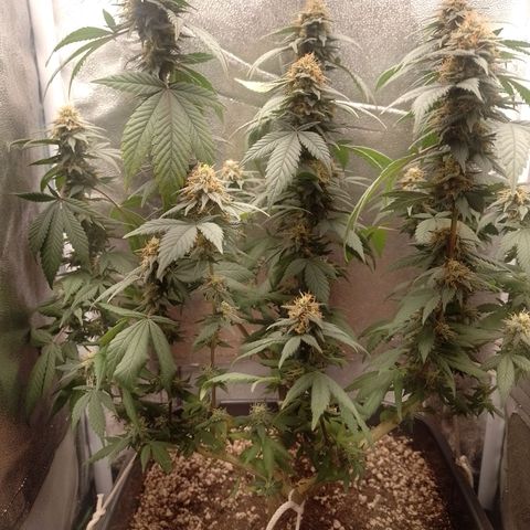 Purple Punch growlog timeline photo