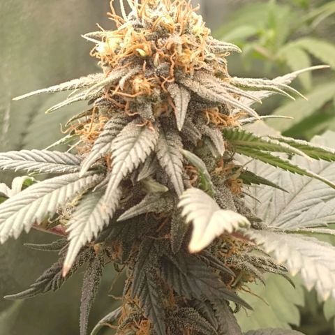 Purple Punch growlog timeline photo