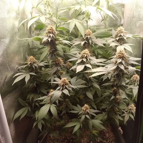 Purple Punch growlog timeline photo