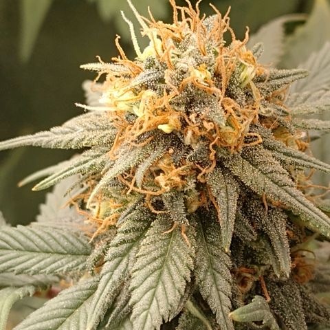 Purple Punch growlog timeline photo