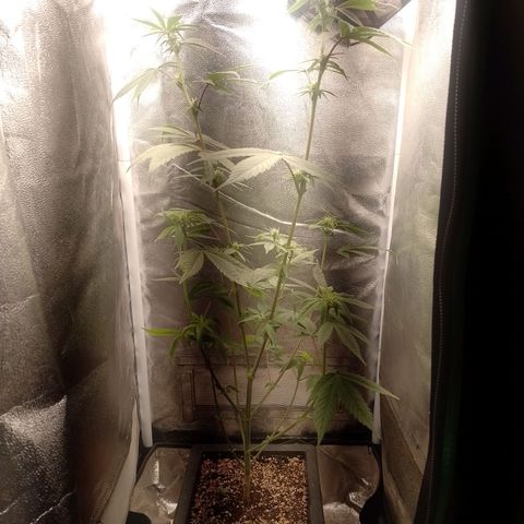 Banana Purple Punch #1 growlog timeline photo
