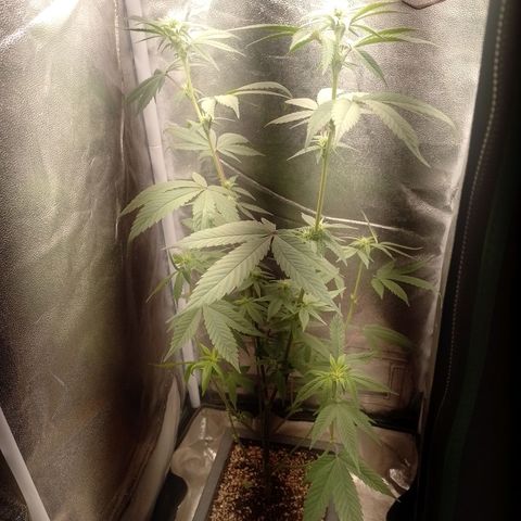Banana Purple Punch #1 growlog timeline photo