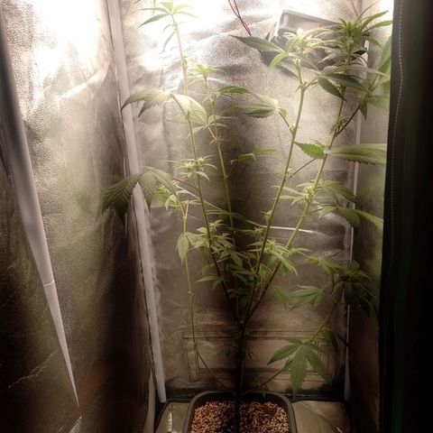 Banana Purple Punch #2 growlog timeline photo