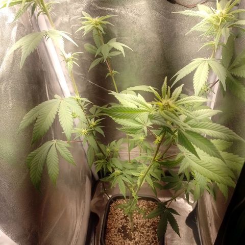 Banana Purple Punch #2 growlog timeline photo