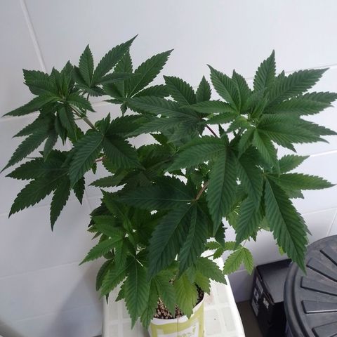Big Bud 3 growlog timeline photo