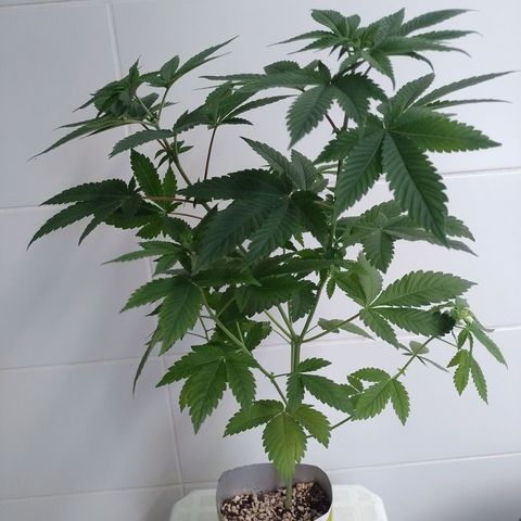 Big Bud 3 growlog timeline photo