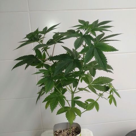 Big Bud 3 growlog timeline photo