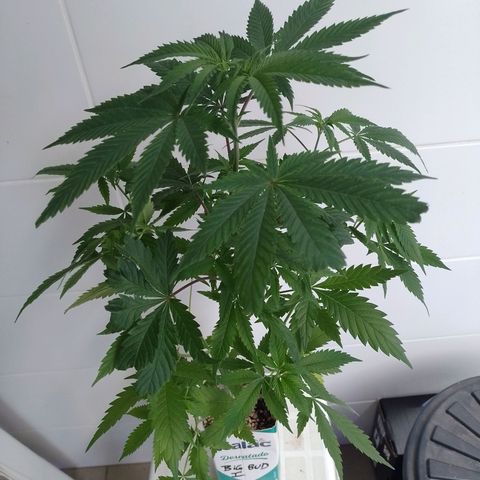 Big Bud 1 growlog timeline photo