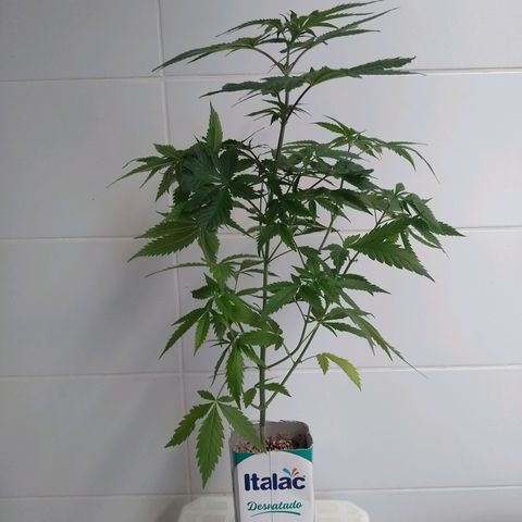 Big Bud 1 growlog timeline photo