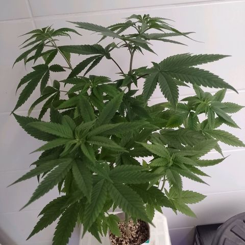 Big Bud 2 growlog timeline photo
