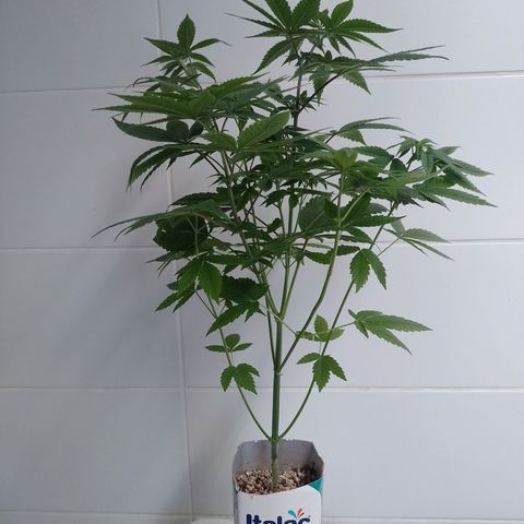 Big Bud 2 growlog timeline photo