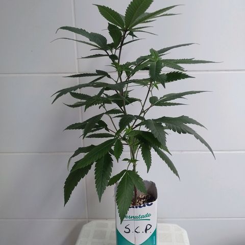 Sweet Cherry Pie growlog timeline photo