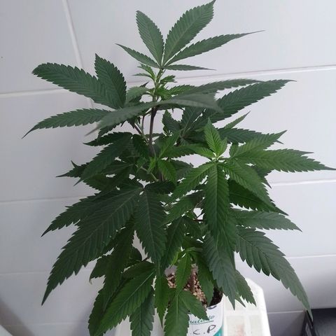 Sweet Cherry Pie growlog timeline photo