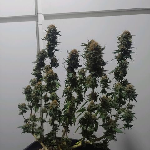 Purple Punch growlog timeline photo