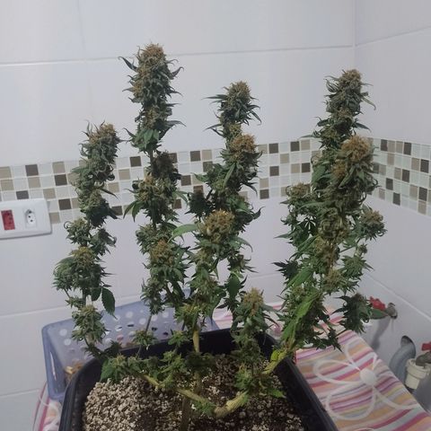 Purple Punch growlog timeline photo