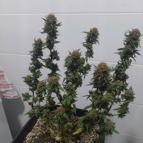 Purple Punch growlog timeline photo