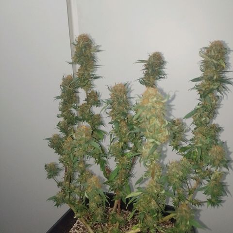 Purple Punch growlog timeline photo