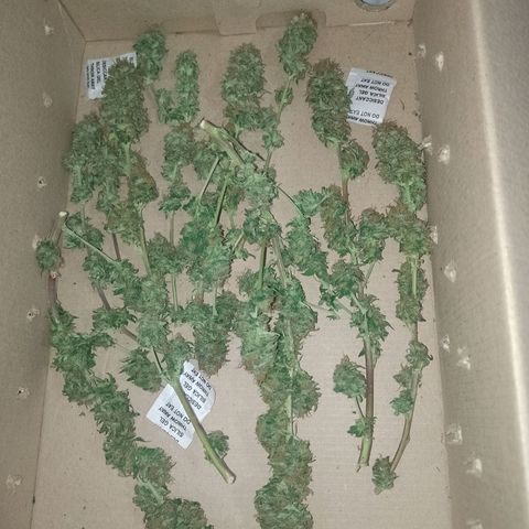 Purple Punch growlog timeline photo