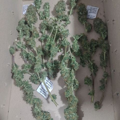 Purple Punch growlog timeline photo