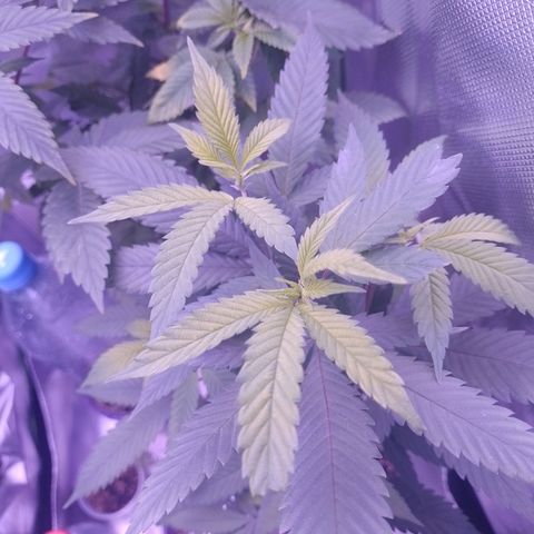 Sweet Cherry Pie growlog timeline photo